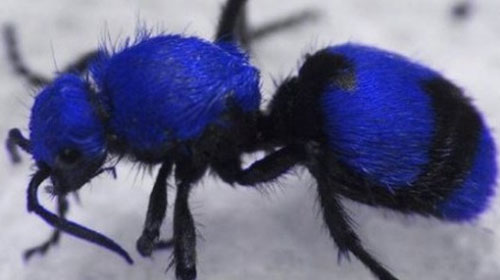 Những loài kiến kỳ dị nhất thế giới