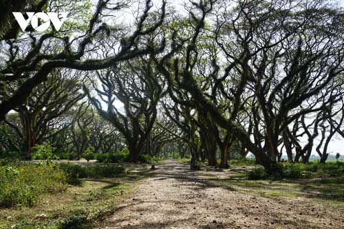 Ngỡ ngàng trước vẻ đẹp cổ tích của rừng còng Djawatan ở đảo Java, Indonesia
