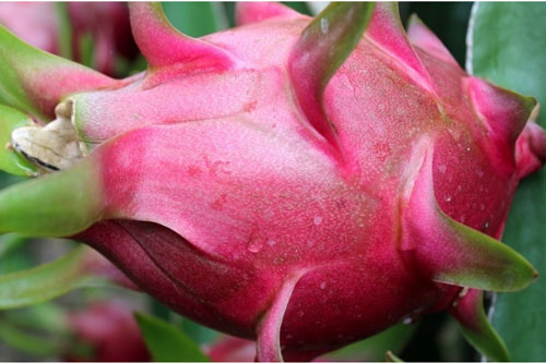 Mua thanh long chỉ việc nhìn vào 1 điểm, biết ngay hàng ngon hay dở