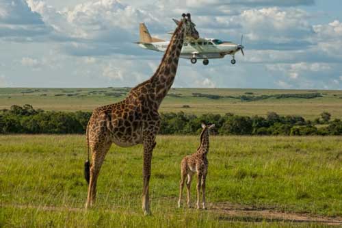 Ngắm những khoảnh khắc hài hước của động vật để thấy đời tươi đẹp