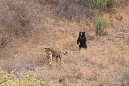 Hổ dữ tính thịt gấu lớn, ai dè nhận trái đắng