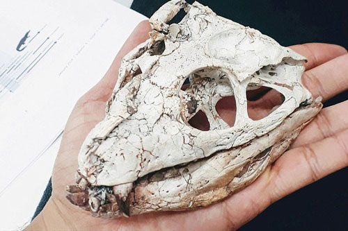 "Quái thú" thời khủng long sống sót đến ngày nay nhờ biến hình khó tin