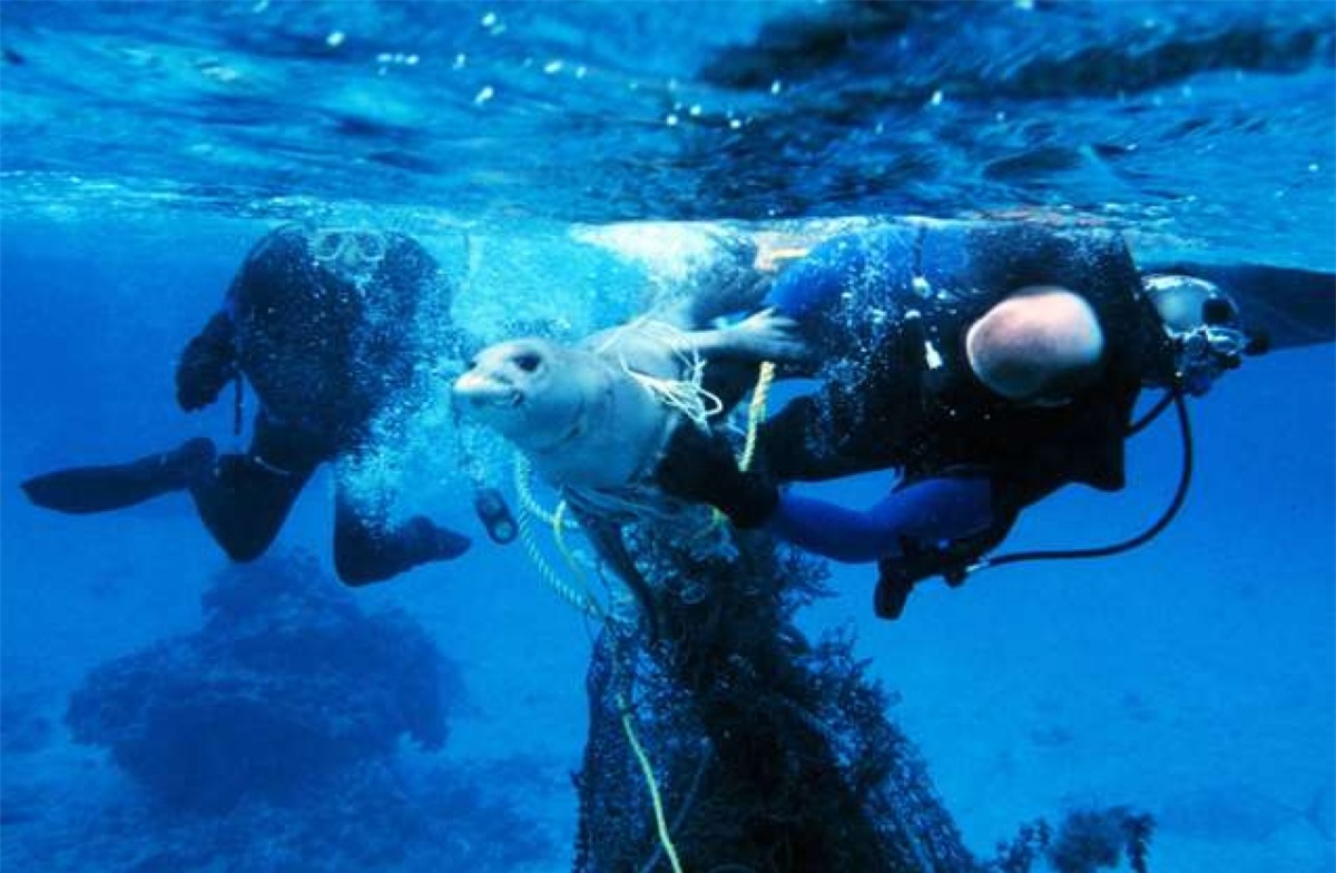 Một chú hải cầu bị mắc kẹt trong lưới đánh cá và những người thợ lặn phải rất vất vả mới có thể giải cứu cho nó. Các loại rác dưới biển có thể làm bị thương các loài động vật hoang dã và gây vấn đề cho các thuyền đi ngang qua.