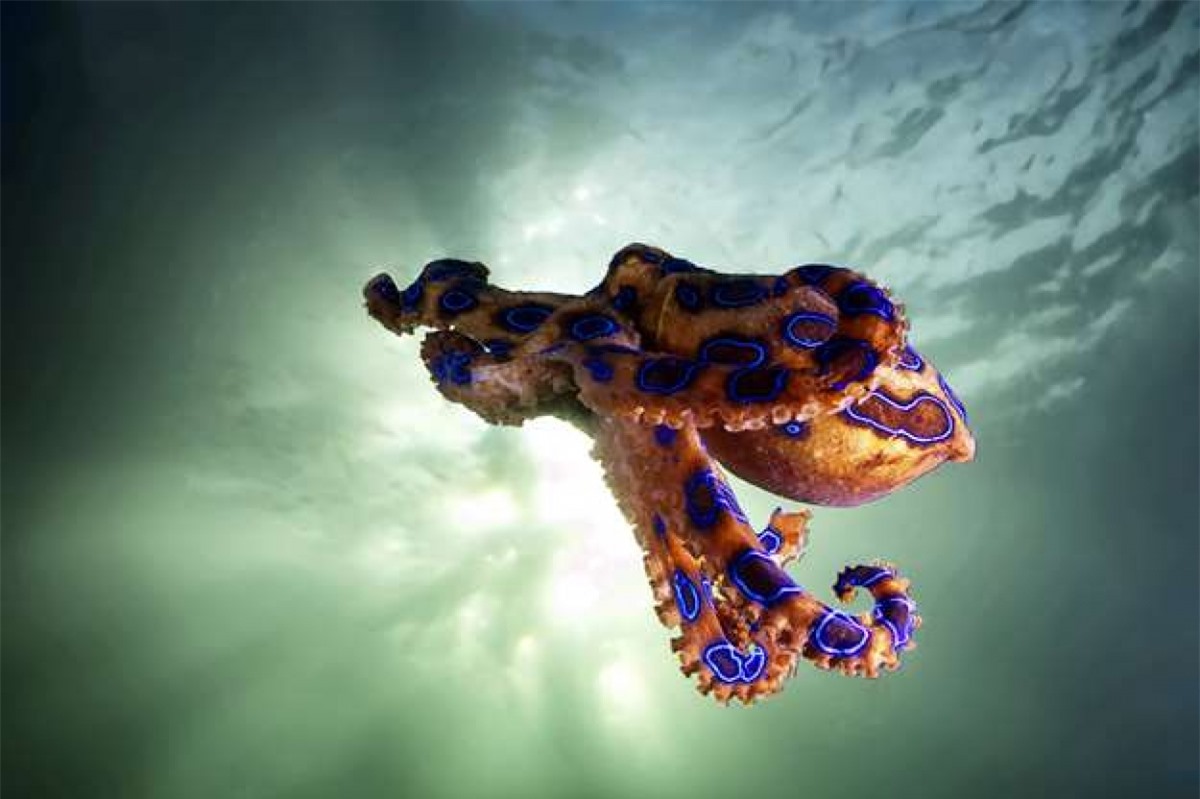 Hình ảnh ở trên là một trong những loài bạch tuộc độc nhất thế giới khi nọc độc của nó mạnh gấp 1.000 lần cyanide, đủ khiến 26 người trưởng thành tử vong trong vài phút.