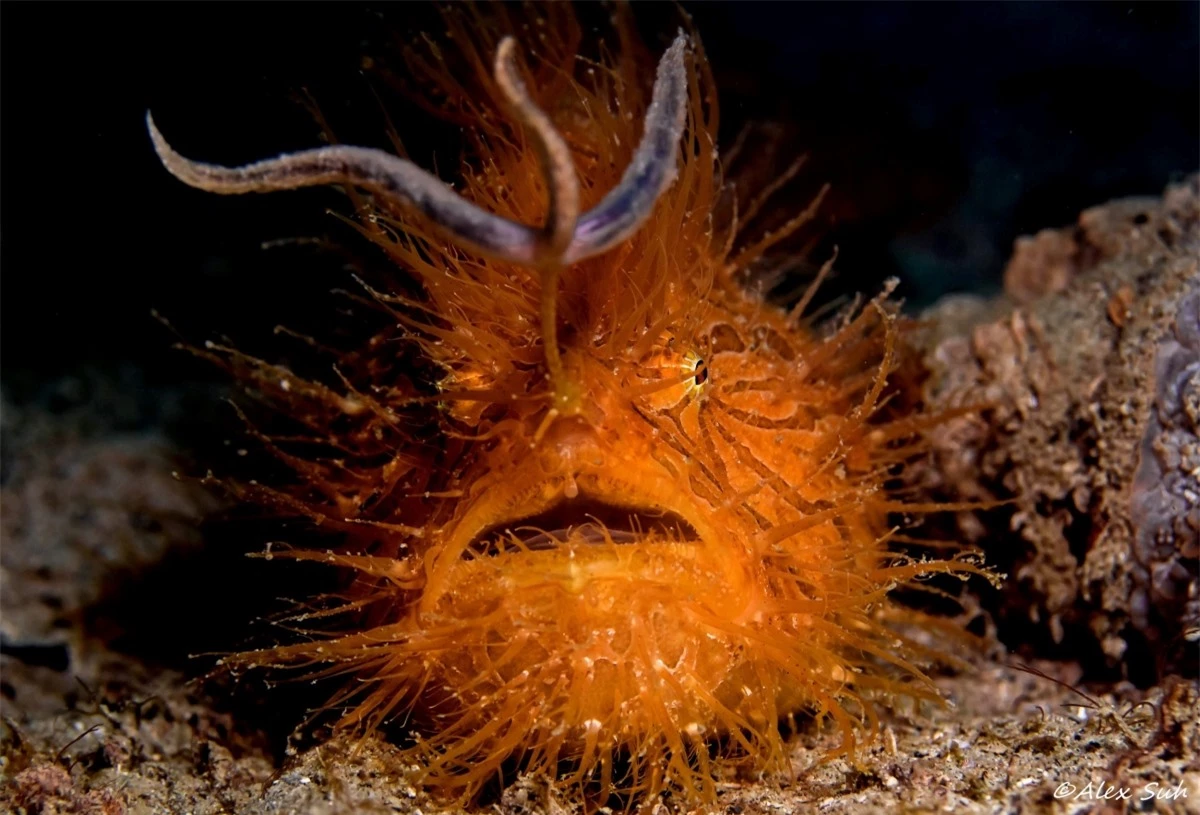 Cá Hairy Frogfish không có vảy mà được bao phủ bởi một lớp gai nhỏ trông giống lông. Chúng có thể thay đổi màu sắc để hòa trộn vào môi trường xung quanh.