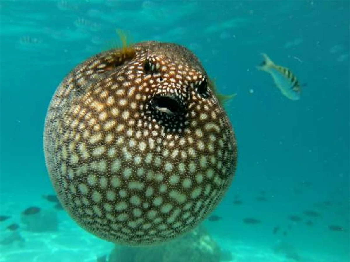 Hình ảnh một chú cá nóc ở đảo Moorea, Polynesia thuộc Pháp. Có hơn 120 loài cá nóc và hầu hết chúng đều có một chất gọi là tetrodotoxin có thể khiến con mồi tử vong. Theo National Geographic, chất độc này độc gấp 1.200 lần cyanide khi mà lượng chất độc trong một con cá nóc có thể giết chết 30 người./.