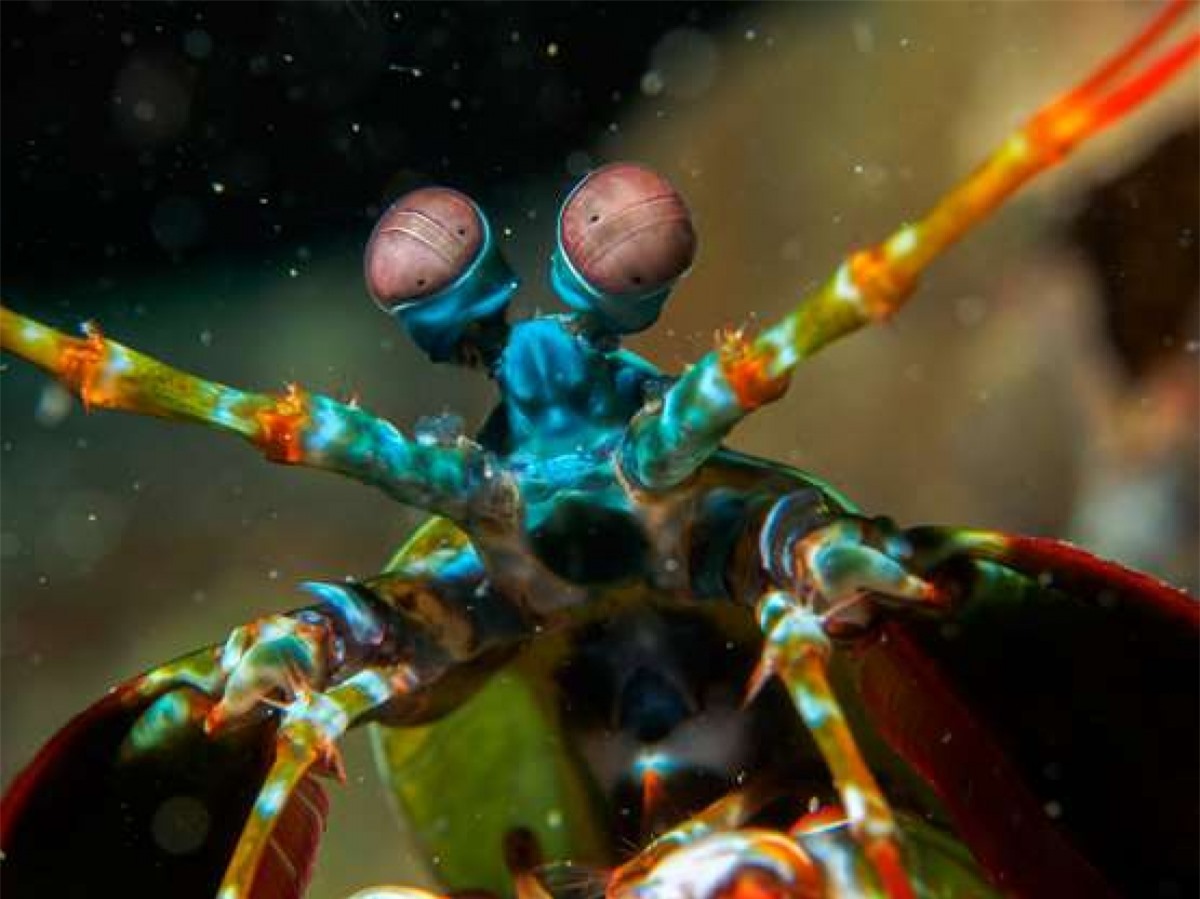 Loài giáp xác với những màu sắc rực rỡ này là tôm tít công (Peacock mantis shrimp). Những con cái chủ yếu có màu đỏ trong khi các con đực có màu sắc sặc sỡ hơn. Chúng thường sử dụng những cú đấm "nhanh như chớp" để hạ gục con mồi. Đây cũng là một trong những loài có chuyển động nhanh nhất trong thế giới động vật.