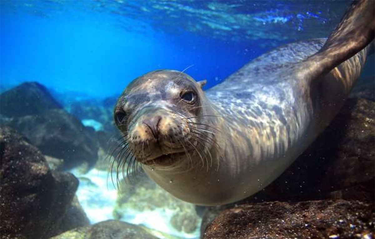 Những chú sư tử biển California nhanh hơn bất kỳ loài sư tử biển nào khác khi chúng có thể bơi với vận tốc 40 km/h và có thể làm chậm nhịp tim để lặn dưới nước trong suốt 10 phút.