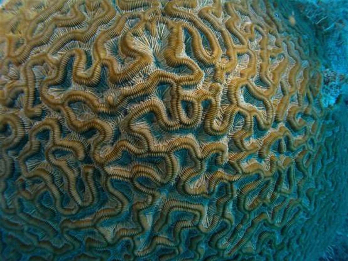 Hình ảnh cận cảnh của một rạn san hô não (Brain Coral) này được chụp ở Dry Tortugas, Florida. Những cấu trúc theo nếp sâu của nó tạo thành những vòng tròn lớn với đường kính có thể lên tới 1,8 mét.