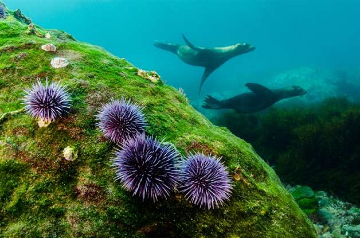 Hình ảnh độc đáo của loài nhím biển tím Thái Bình Dương.