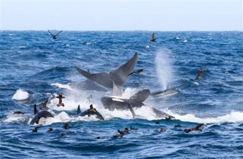 Ngoạn mục cảnh cá voi xanh 16m bị 70 cá voi sát thủ truy sát và hủy diệt ảnh 1