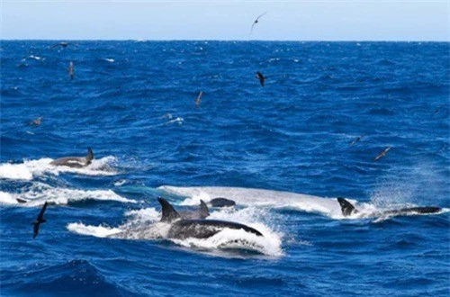 Ngoạn mục cảnh cá voi xanh 16m bị 70 cá voi sát thủ truy sát và hủy diệt ảnh 2