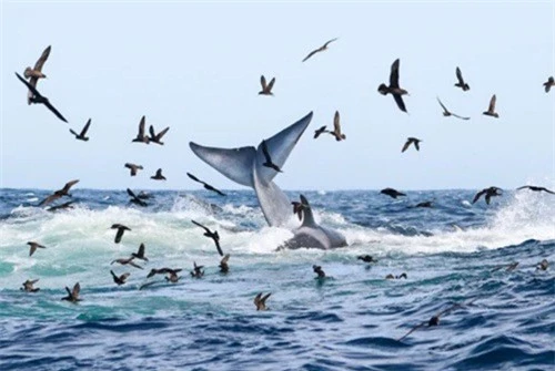 Ngoạn mục cảnh cá voi xanh 16m bị 70 cá voi sát thủ truy sát và hủy diệt ảnh 3