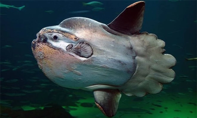Những động vật nào 'khủng' nhất dưới đại dương? ảnh 2