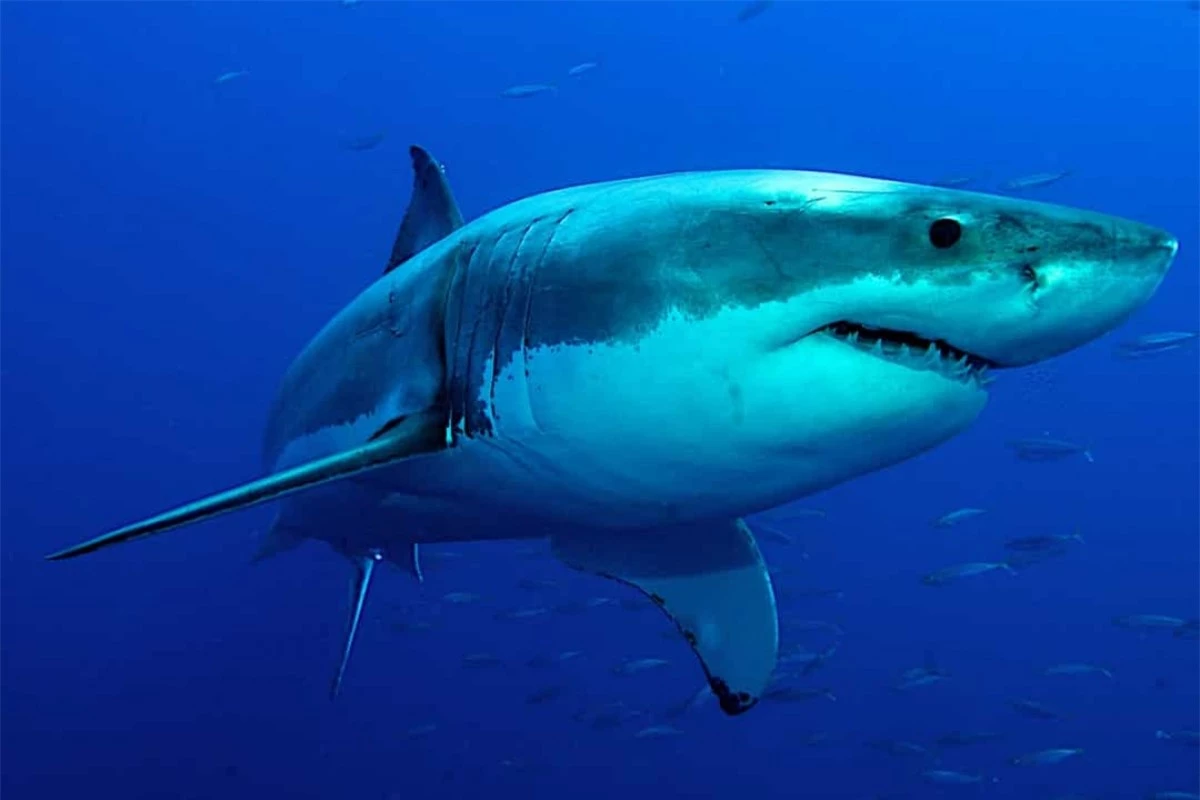 Hầu hết cá mập phải bơi liên tục để giữ cho dòng nước giàu oxy đi qua mang của nó.