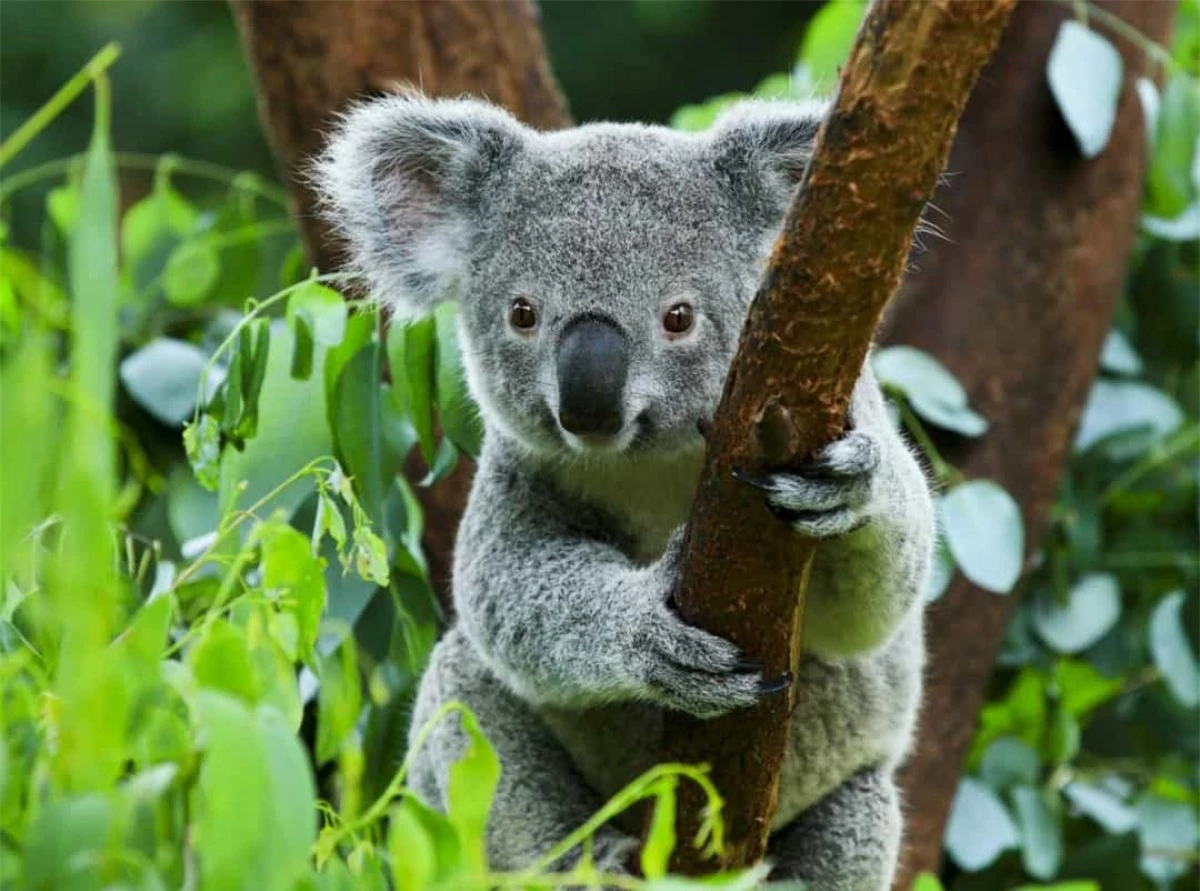 Điều độc đáo ở những chú gấu koala là chúng có vân tay gần giống với con người.