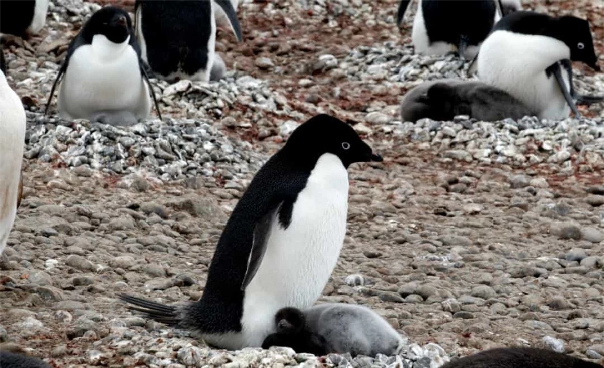 Dọc các bờ biển của Nam cực, chim cánh cụt Adélie làm tổ từ sỏi và đá cuội để giúp bảo vệ trứng của chúng.