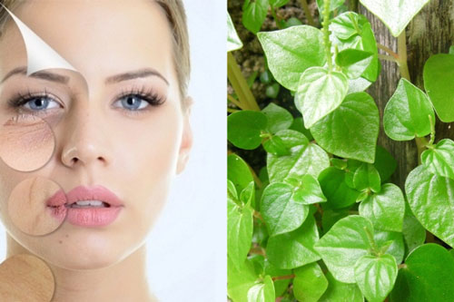 Loại rau nhiều người tưởng rau dại đem nhổ bỏ, lại có giá bán đắt hơn thịt và công dụng thần kỳ thế này!