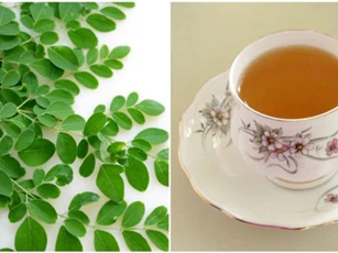 Uống trà chùm ngây mỗi ngày tốt như "nhân sâm", kiểm soát huyết áp và ngừa bệnh tim mạch hiệu quả