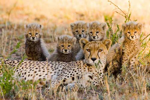 Tan chảy với những bức ảnh gia đình đáng yêu của các loài động vật