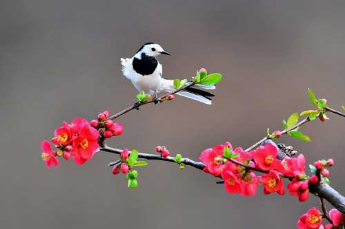 Những bức ảnh đẹp mê hồn về đời thường của các loài động vật