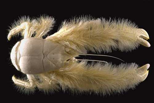 Bất ngờ với những loài động vật kỳ dị nhất hành tinh