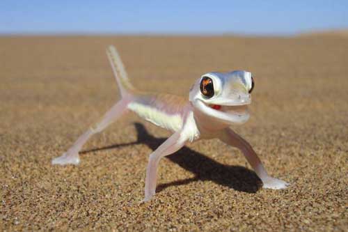 Những loài động vật trong suốt mà ít người tin chúng thực sự tồn tại