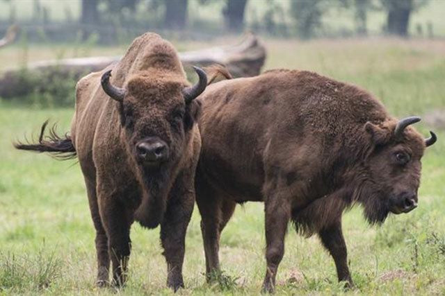 Sự thật bất ngờ về hành vi... 'đồng tính luyến ái' ở động vật