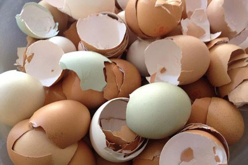 Biết 10 công dụng thần kỳ của vỏ trứng, bạn sẽ không bao giờ vứt chúng vào thùng rác