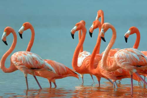 Tiết lộ những sự thật bất ngờ và đáng yêu về các loài động vật