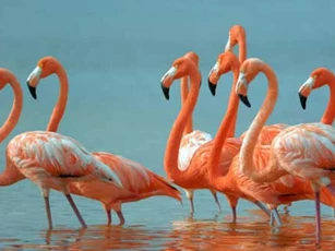 Tiết lộ những sự thật bất ngờ và đáng yêu về các loài động vật