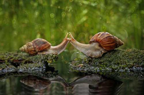 Những bức ảnh thể hiện tình yêu cực dễ thương của các loài động vật