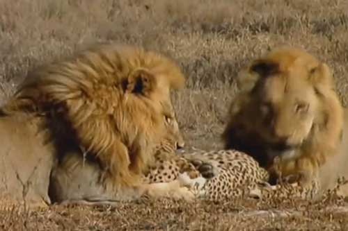 Đôi sư tử hung dữ xé xác báo lớn để ăn thịt