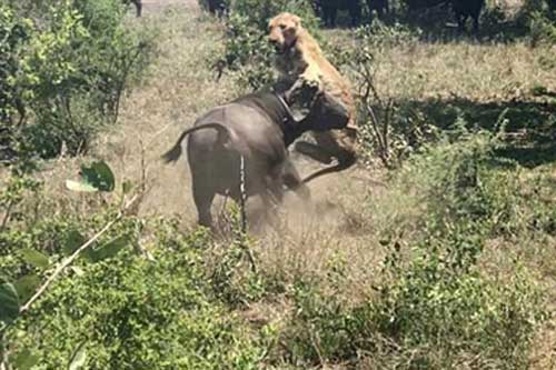 Liều mạng đi săn, sư tử bị trâu rừng húc bay lên không trung