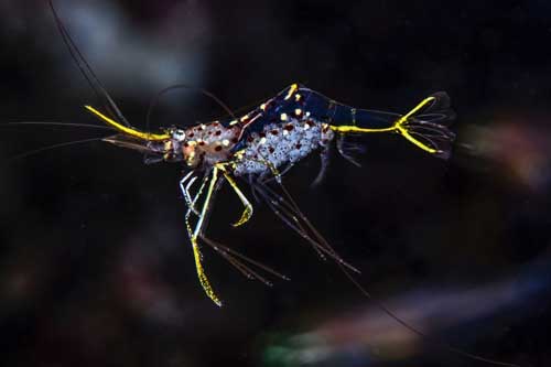 Những bức ảnh tuyệt đẹp về động vật dưới lòng đại dương xanh