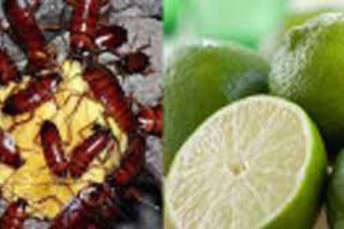 "Tất tần tật" các mẹo hay đuổi ruồi, muỗi, kiến, gián ra khỏi nhà bằng những nguyên liệu giá rẻ như cho