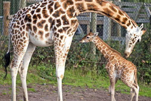 11 sự thật bất ngờ và thú vị về hươu cao cổ