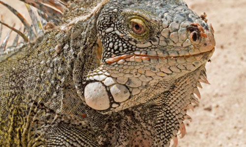 Curacao - Đảo quốc của cự đà và những loài chim ruồi độc đáo