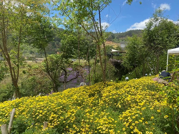 F-Cánh đồng hoa thơ mộng nằm gần đèo Mimosa nổi tiếng.