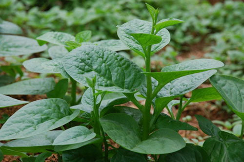 Đừng vội đến bác sĩ, chỉ cần một nắm rau mồng tơi là khỏi ngay 10 căn bệnh này