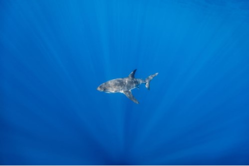 Những hình ảnh "độc nhất vô nhị" về cá mập trắng - “sát thủ” dưới đáy đại dương