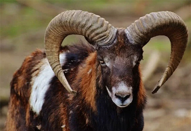 Top 10 bộ sừng và gạc đẹp nhất thế giới động vật ảnh 5