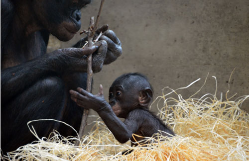 Não bộ càng lớn, tay càng khéo léo