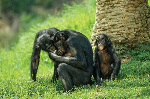 Các loài vượn lớn có khả năng đọc suy nghĩ