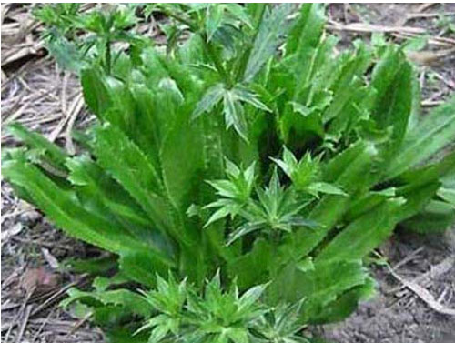 15 bài thuốc chữa bệnh từ rau mùi tàu