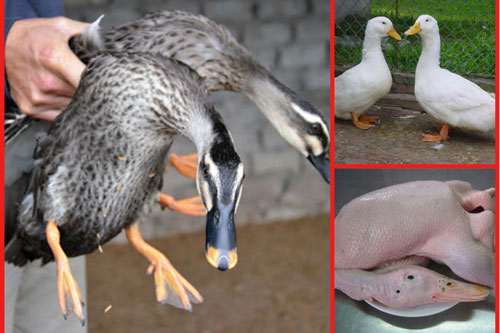 Mua vịt cứ nhìn vào da cổ, đảm bảo chọn trúng con vịt ngon nhất lại ít lông tơ, thịt thơm mềm hơn hẳn