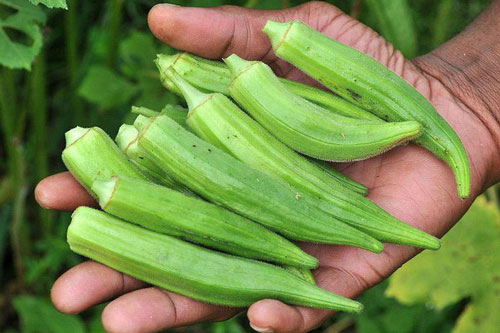 Ăn đậu bắp sau 2 tuần bạn sẽ bất ngờ khi thấy sự thay đổi kì diệu này của cơ thể