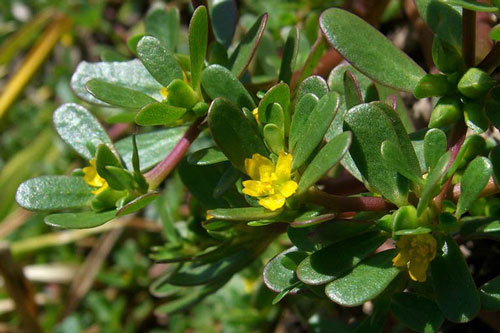 Loại rau dại mọc đầy ở các vùng quê với lợi ích không tưởng, đừng bỏ lỡ