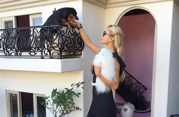 Paris Hilton mạnh tay chi 350 ngàn USD xây biệt thự cho cún cưng ảnh 4