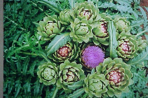 Cây atiso - 'thần dược' chữa bách bệnh cực hiệu quả